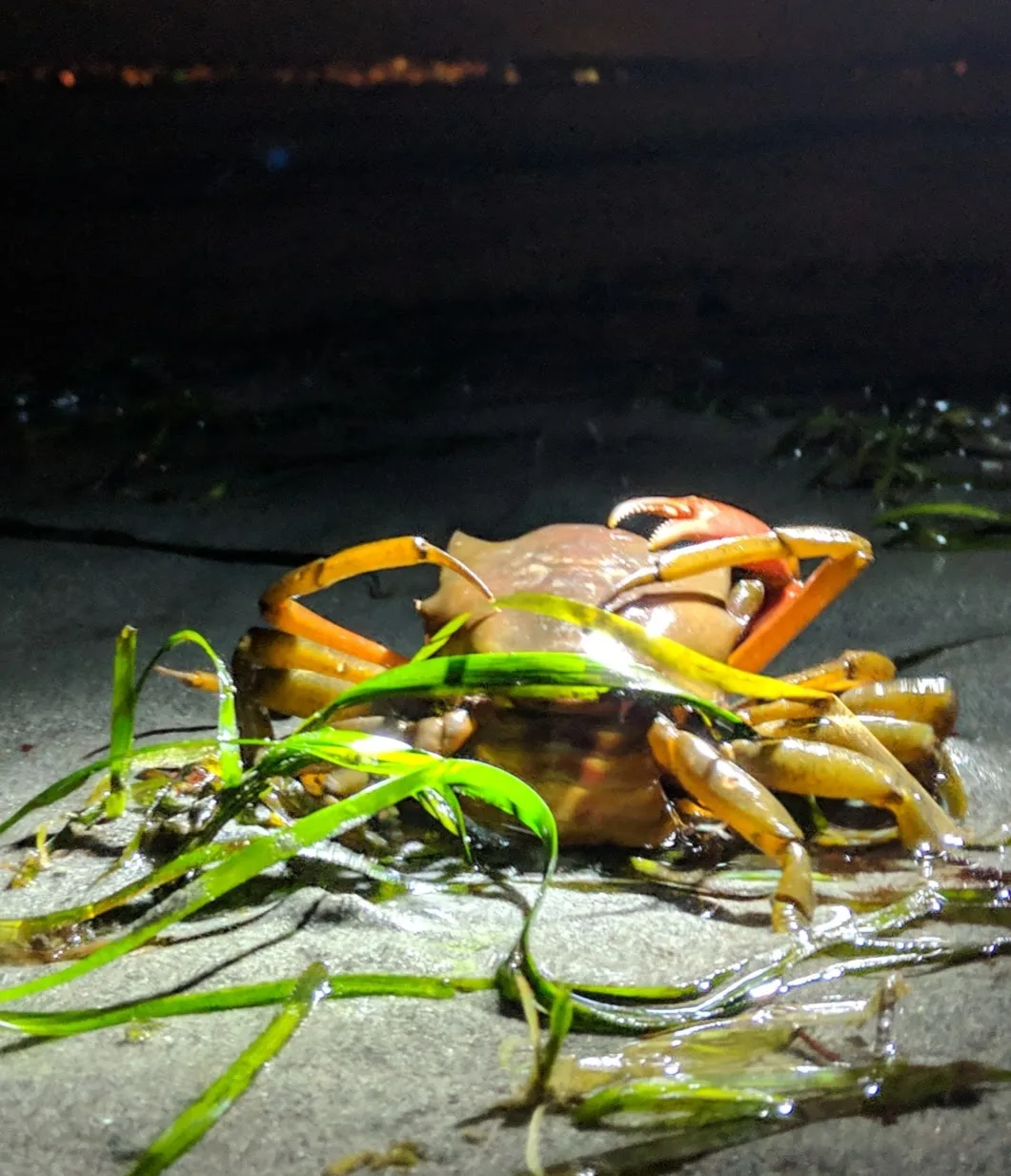 A crab illuminated by a headlamp on a winter tideflat in the pnw