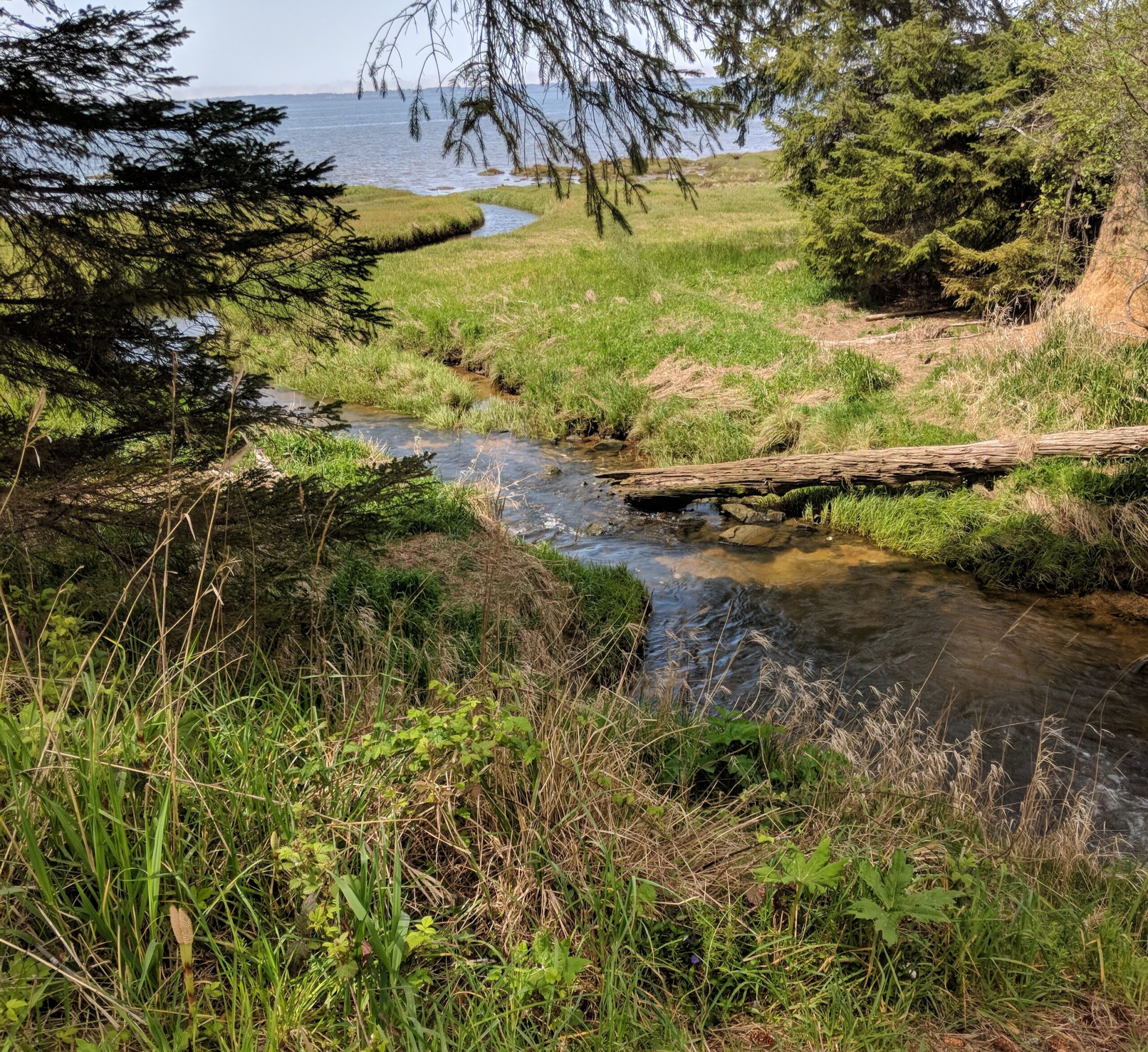 A small creek leading to the pacific ocean