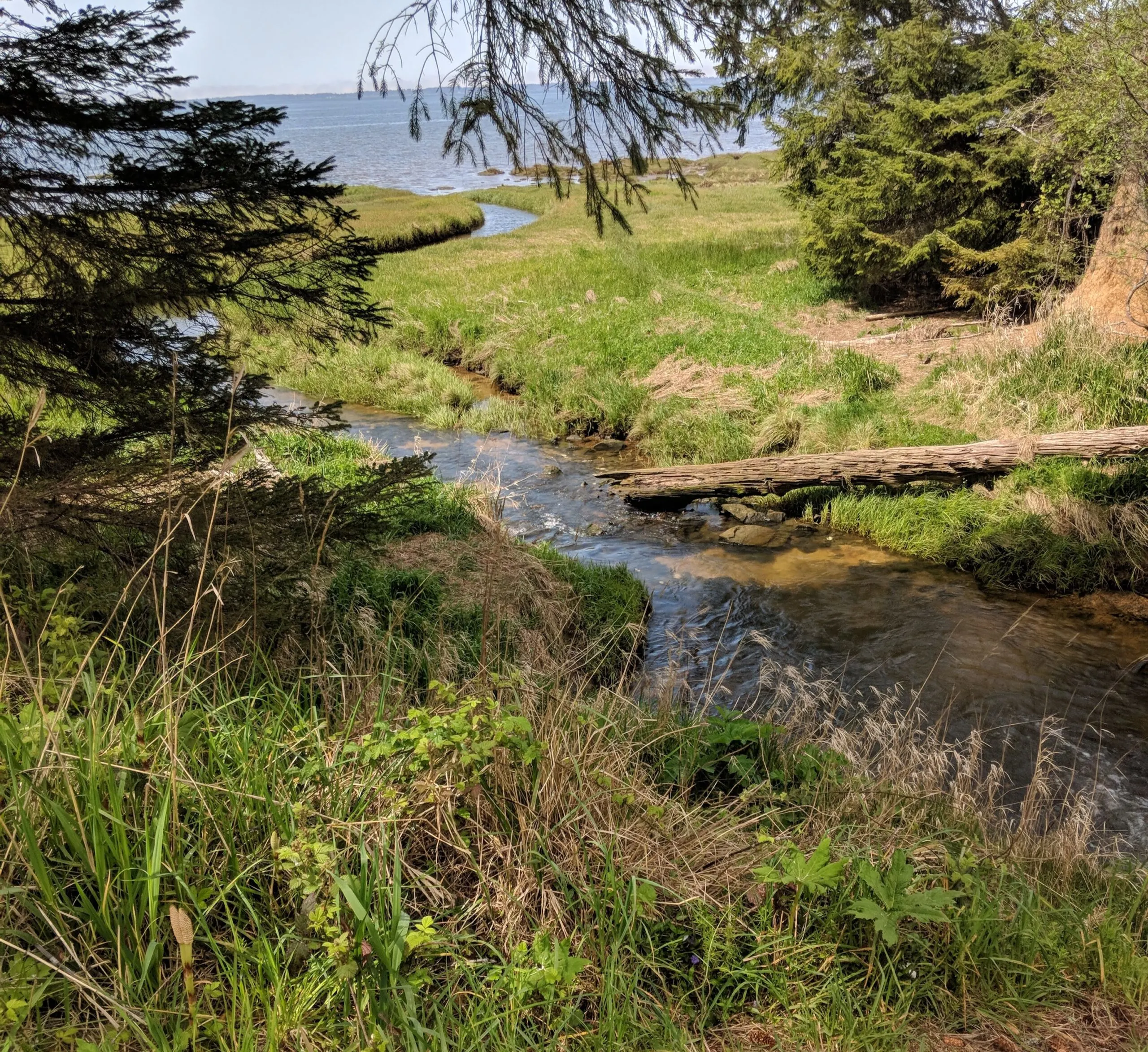 A small creek leading to the pacific ocean