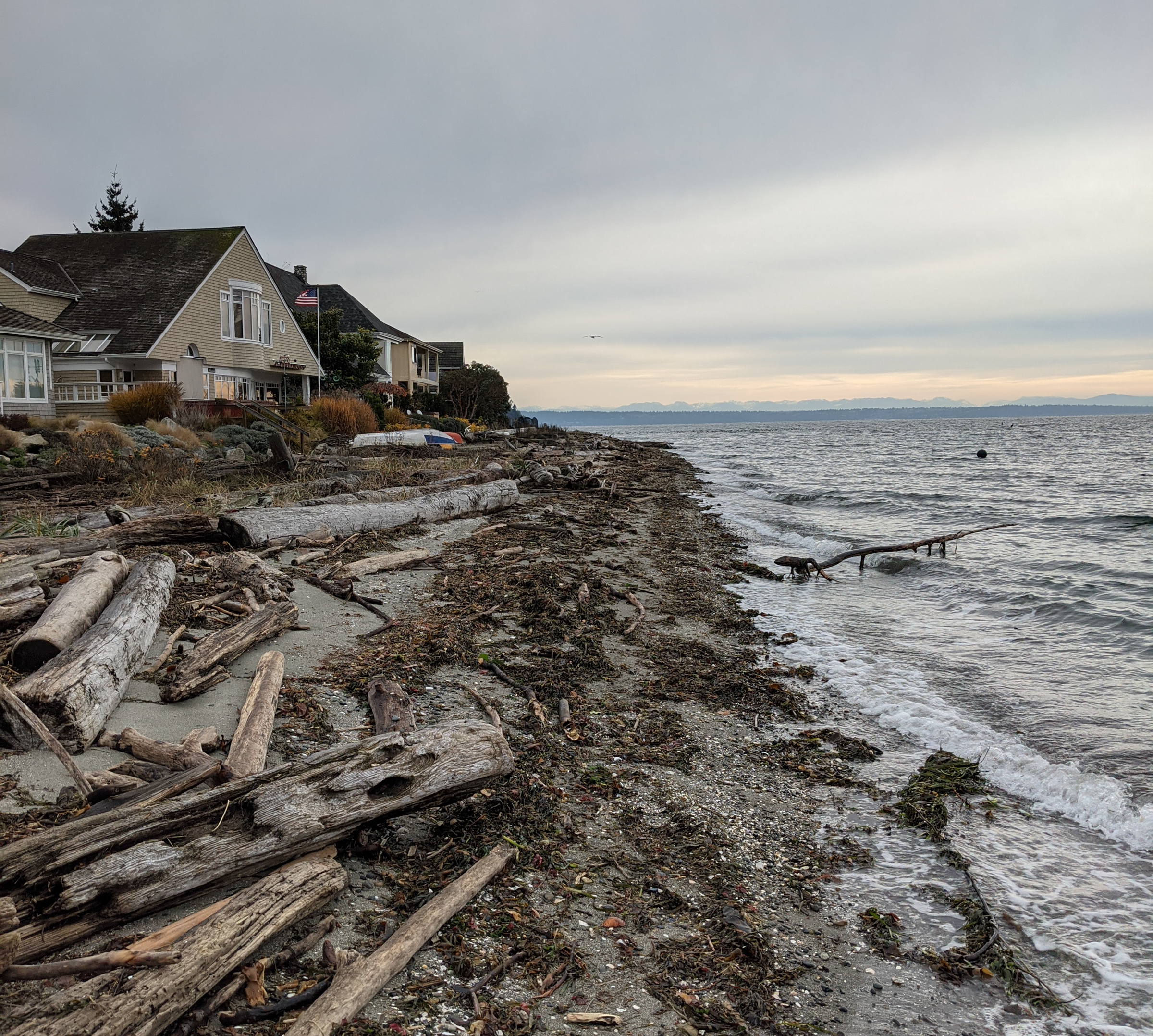 A winter beach scene in the pacific northwest with high tide washing seaweed onto the beach.