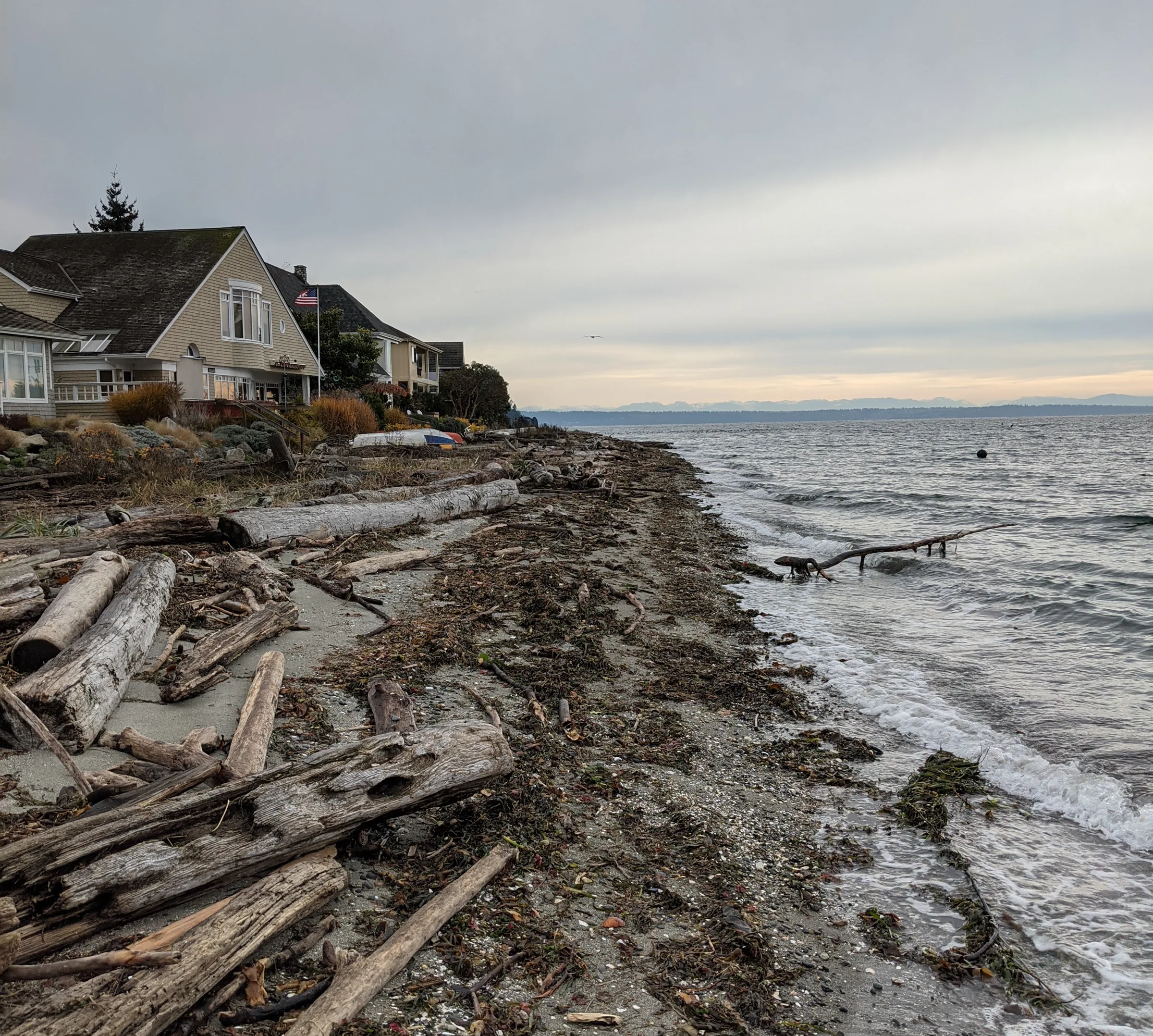 A winter beach scene in the pacific northwest with high tide washing seaweed onto the beach.