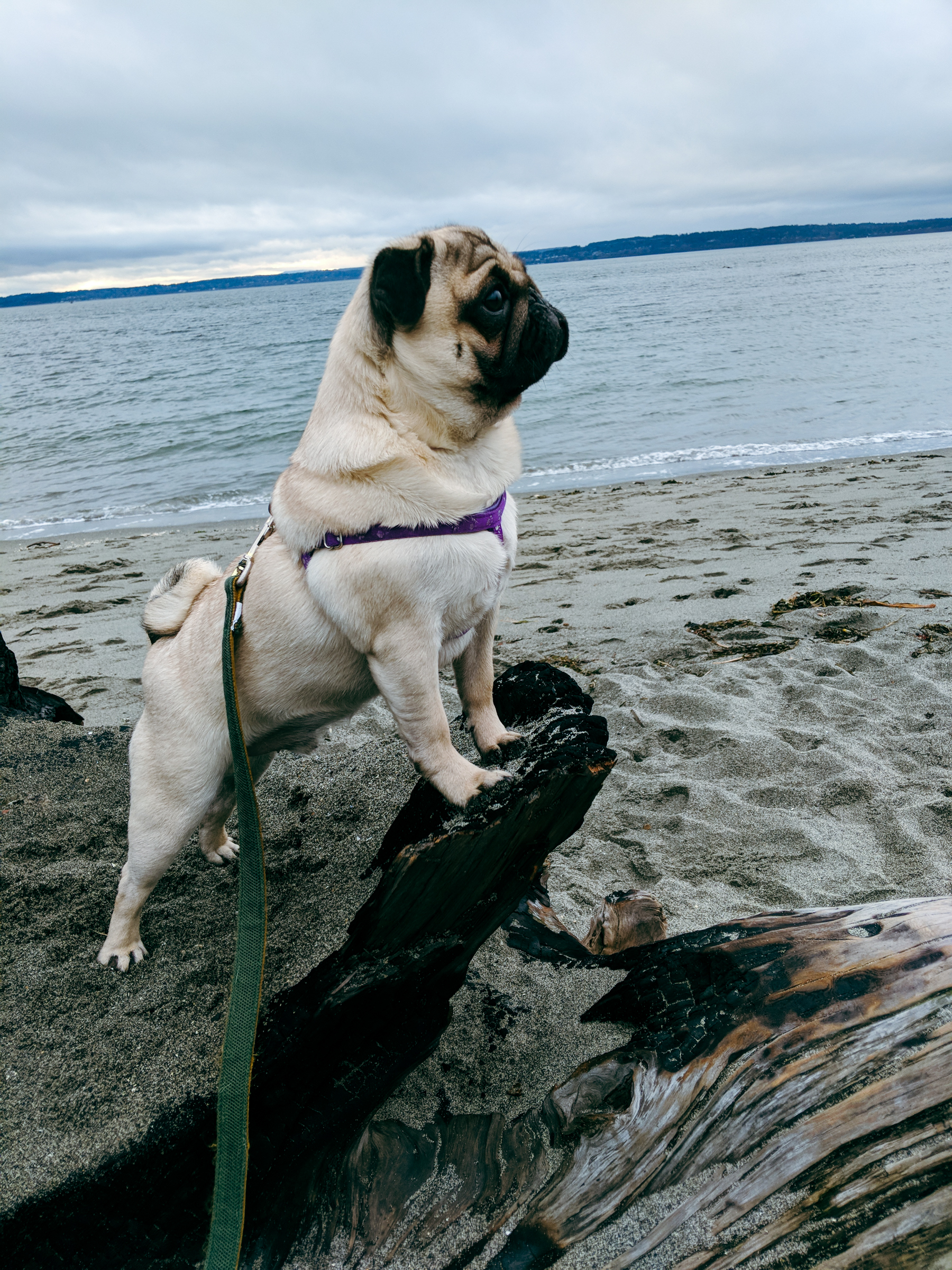 A dog poses on a rock in front of a beach.