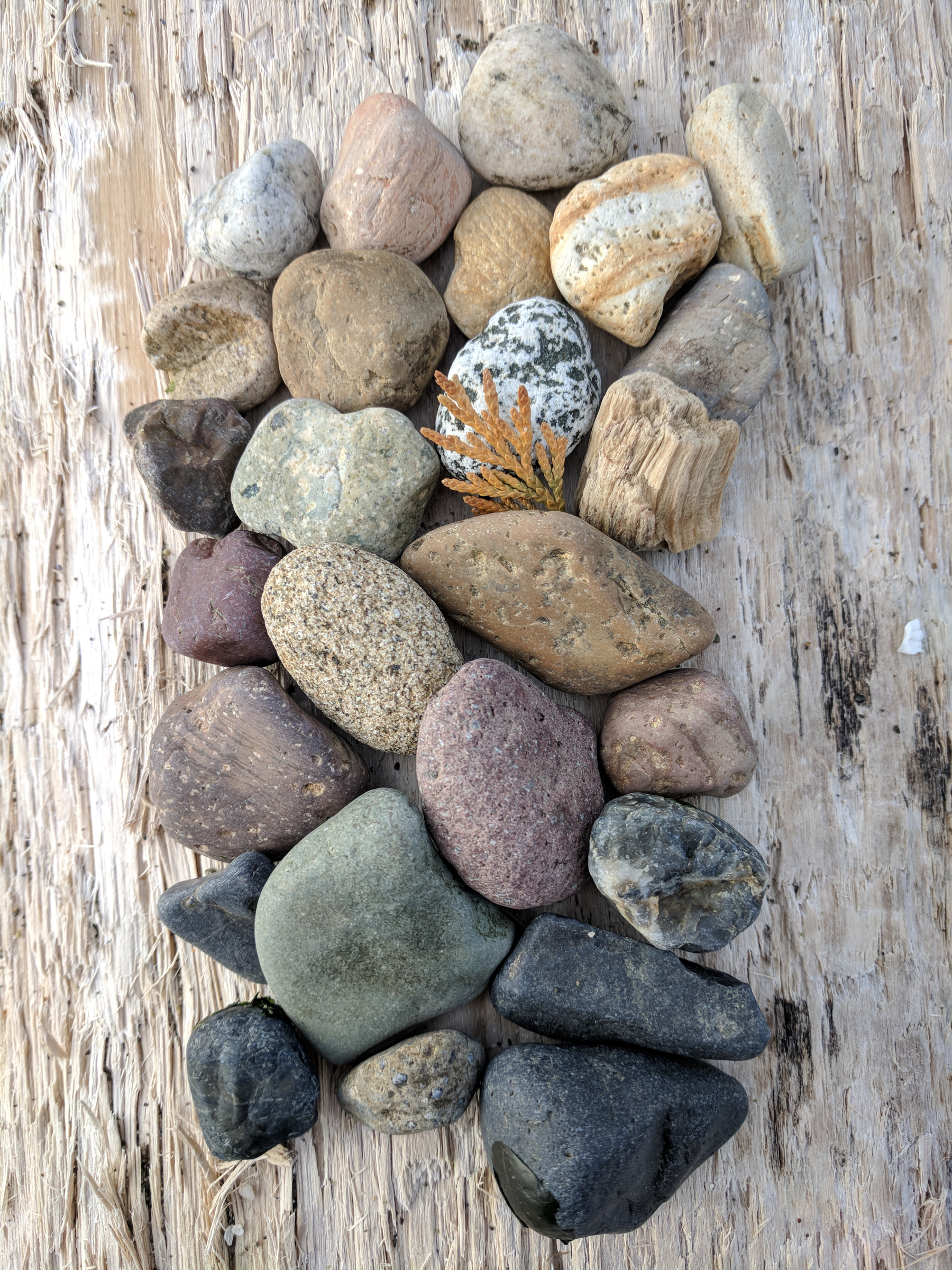 Colorful rocks arranged in a mosaic on a piece of driftwood, an example of one of my favorite things to do on the beach in the winter.