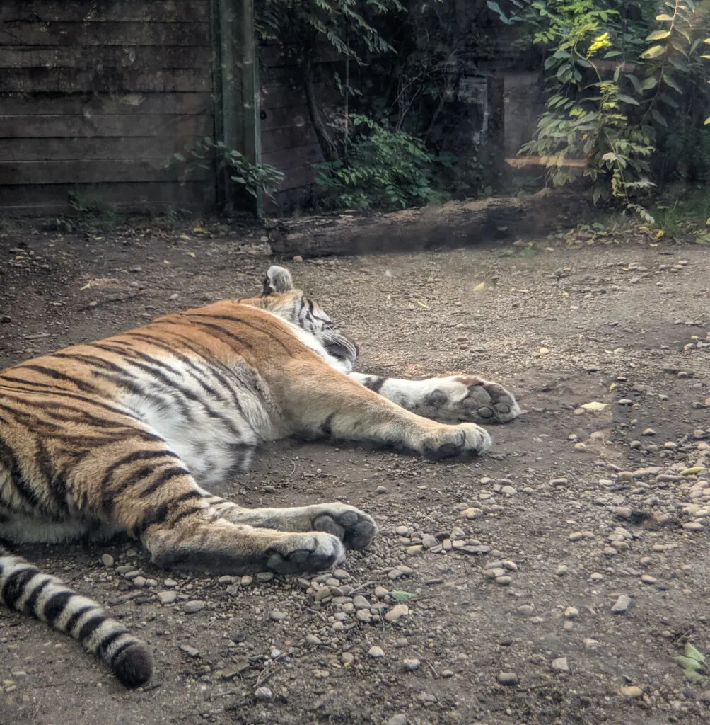 Tiger sleeping at budapest zoo.