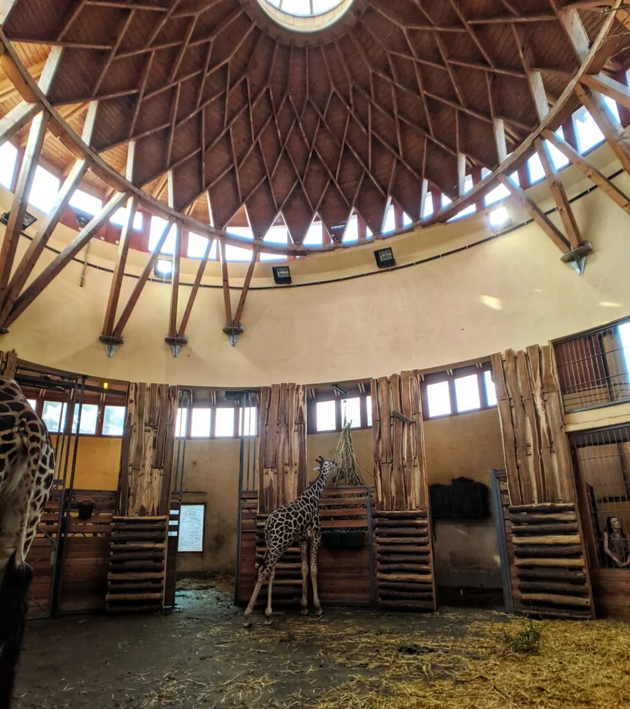 Giraffe house at budapest zoo.