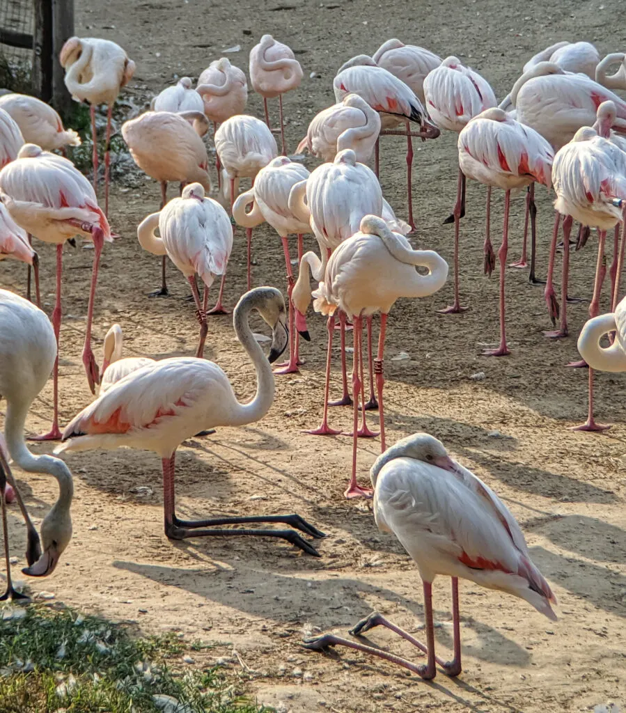 Flamingos at budapest zoo.