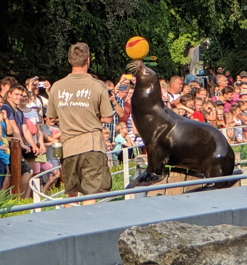 Seal at budapest zoo.