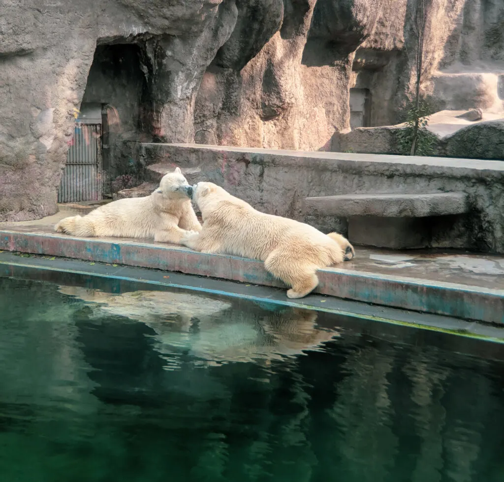 Pilar bears at the budapest zoo.