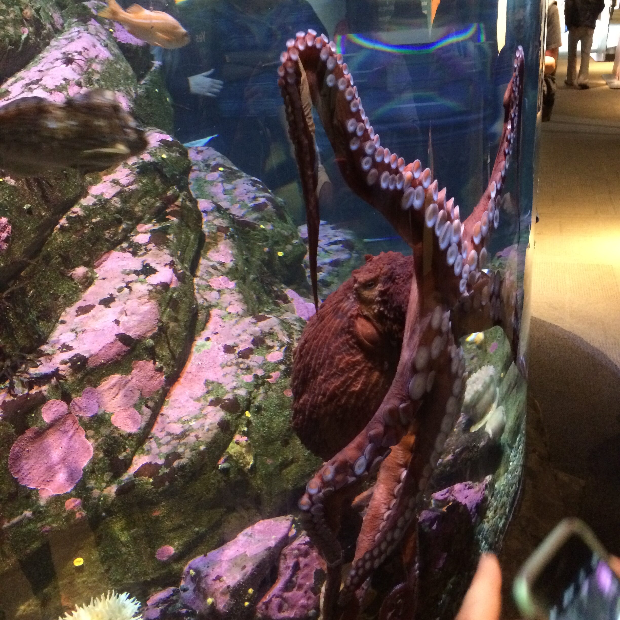 A giant pacific octopus in a tank in seattle.