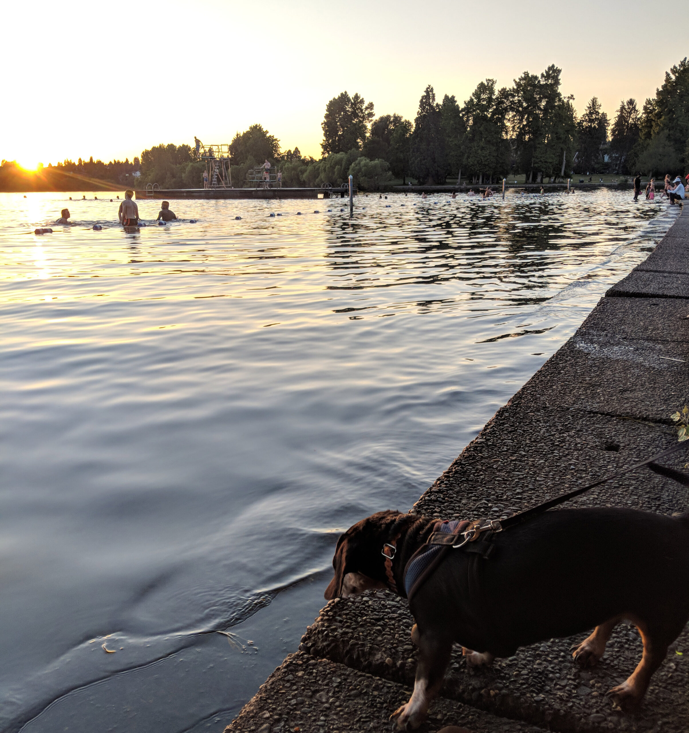 Swimmers at green lake park in seattle.