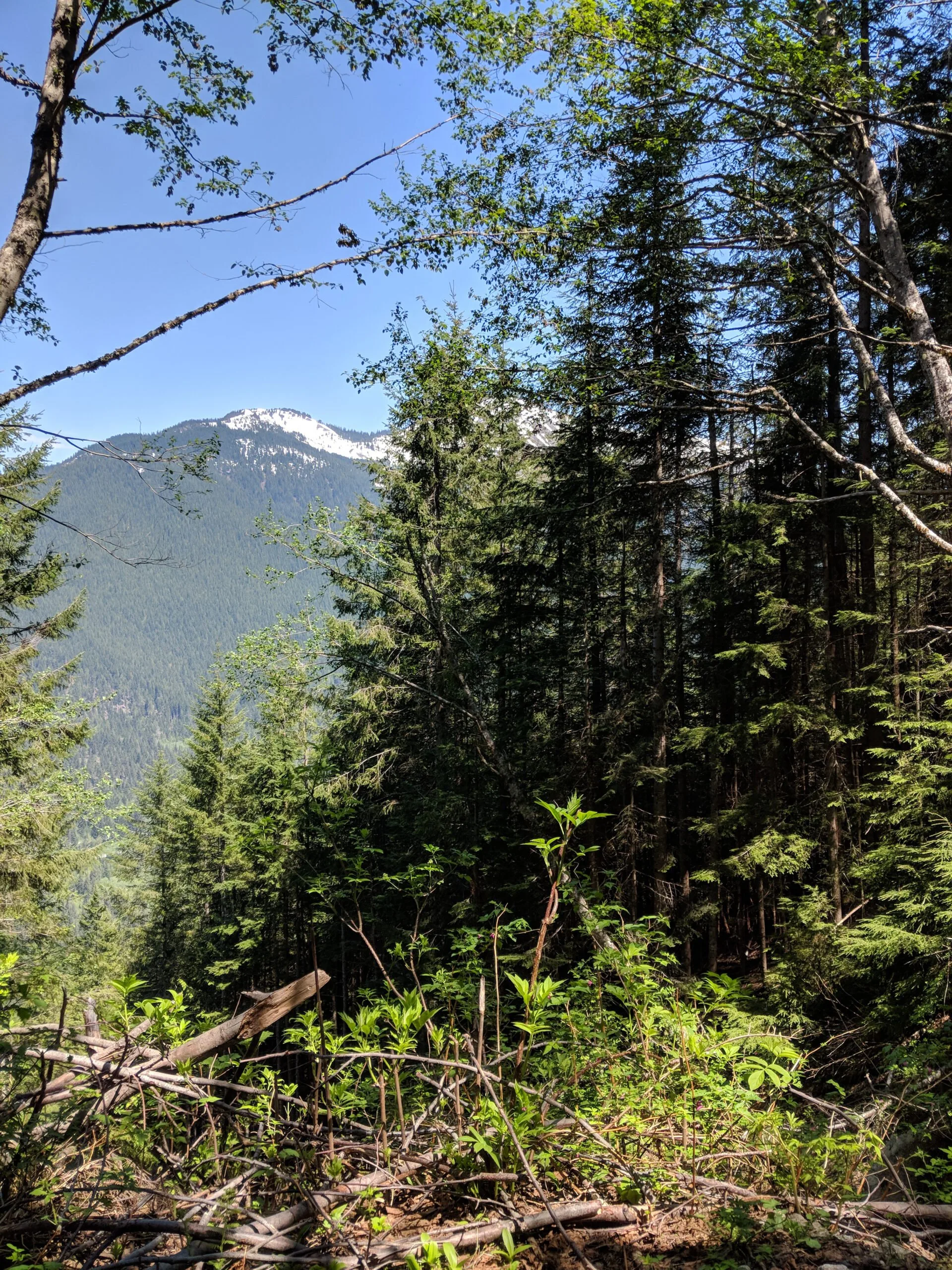 A view from this hiking trail in the cascade mountains.