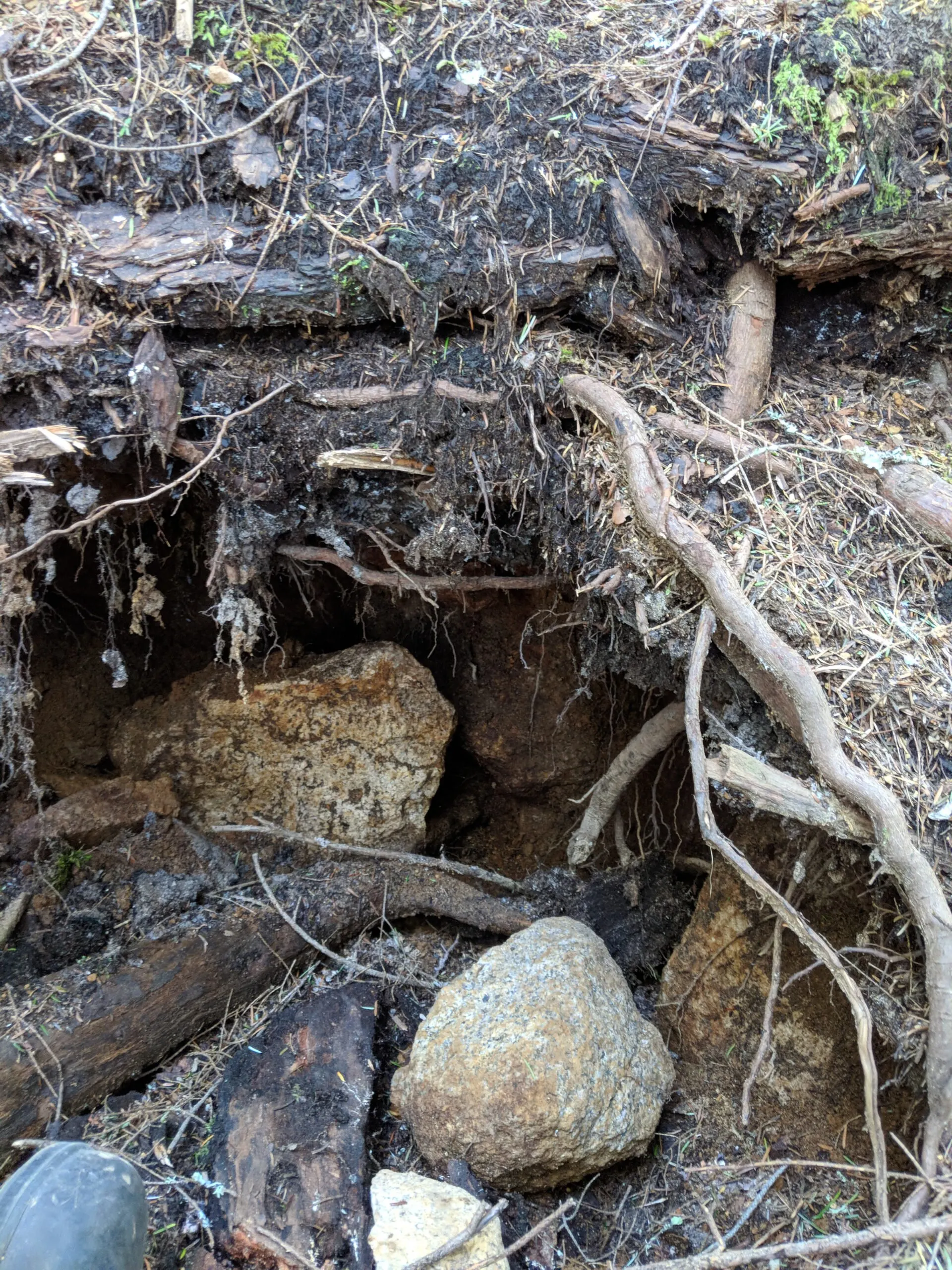 Many rockhounds excavate near tree roots.
