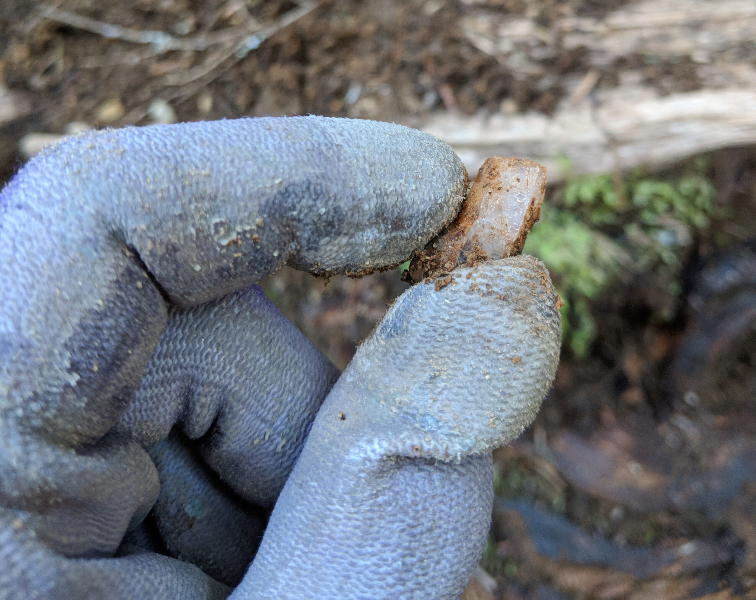 Gloved fingers hold a crystal encased in mud.