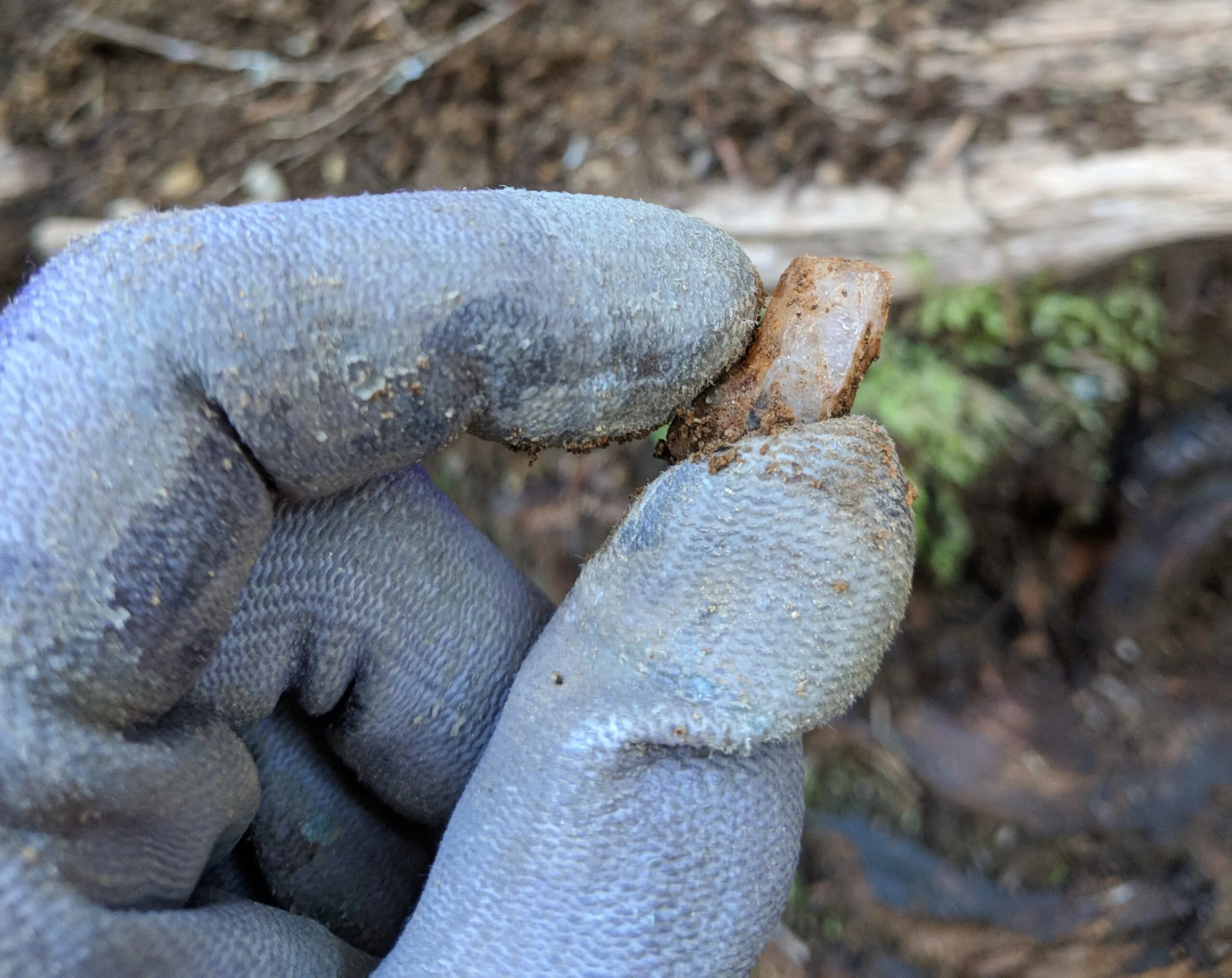 Gloved fingers hold a crystal encased in mud.