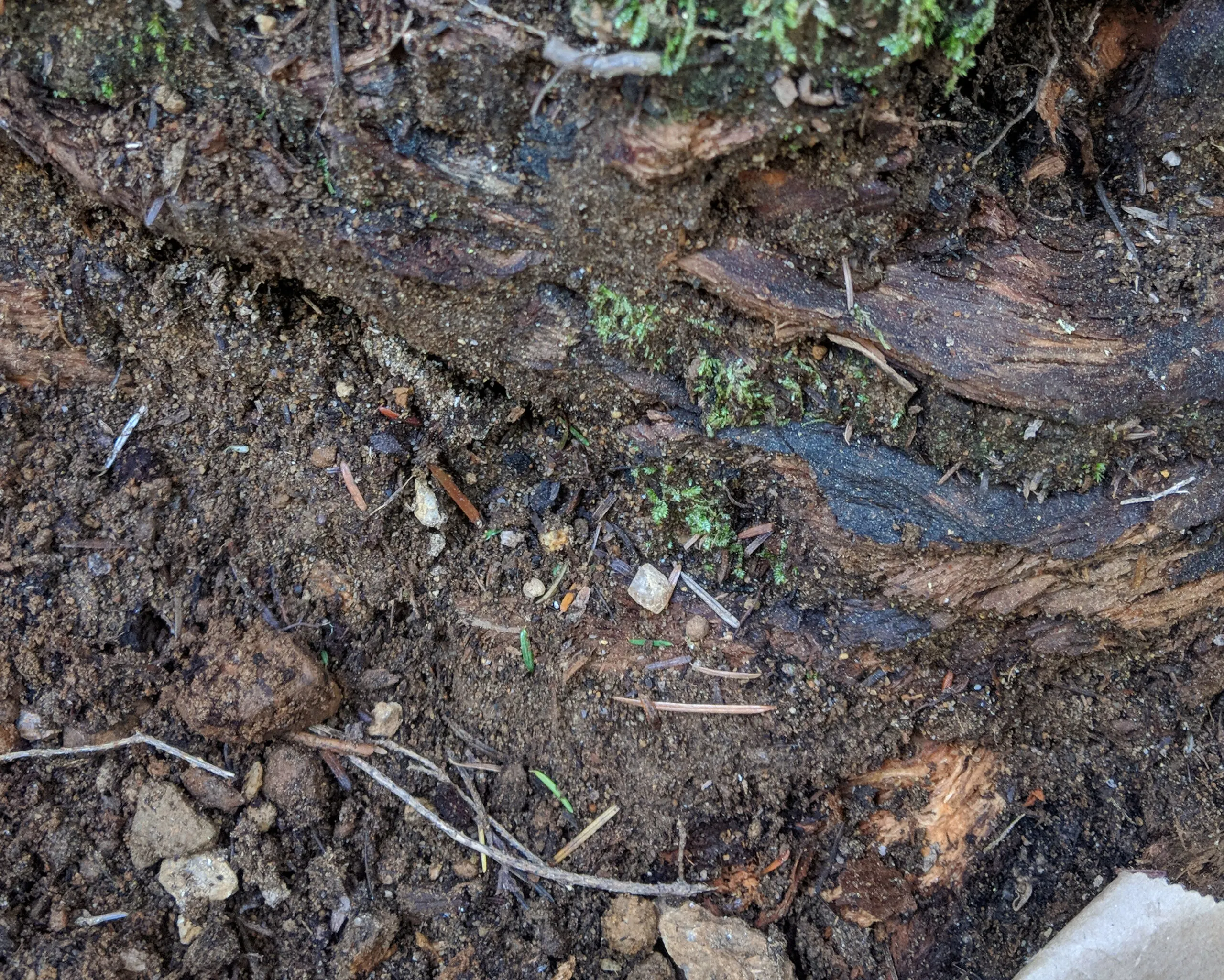 Many of the crystals simply sit on top of the ground waiting for a keen eye to notice.