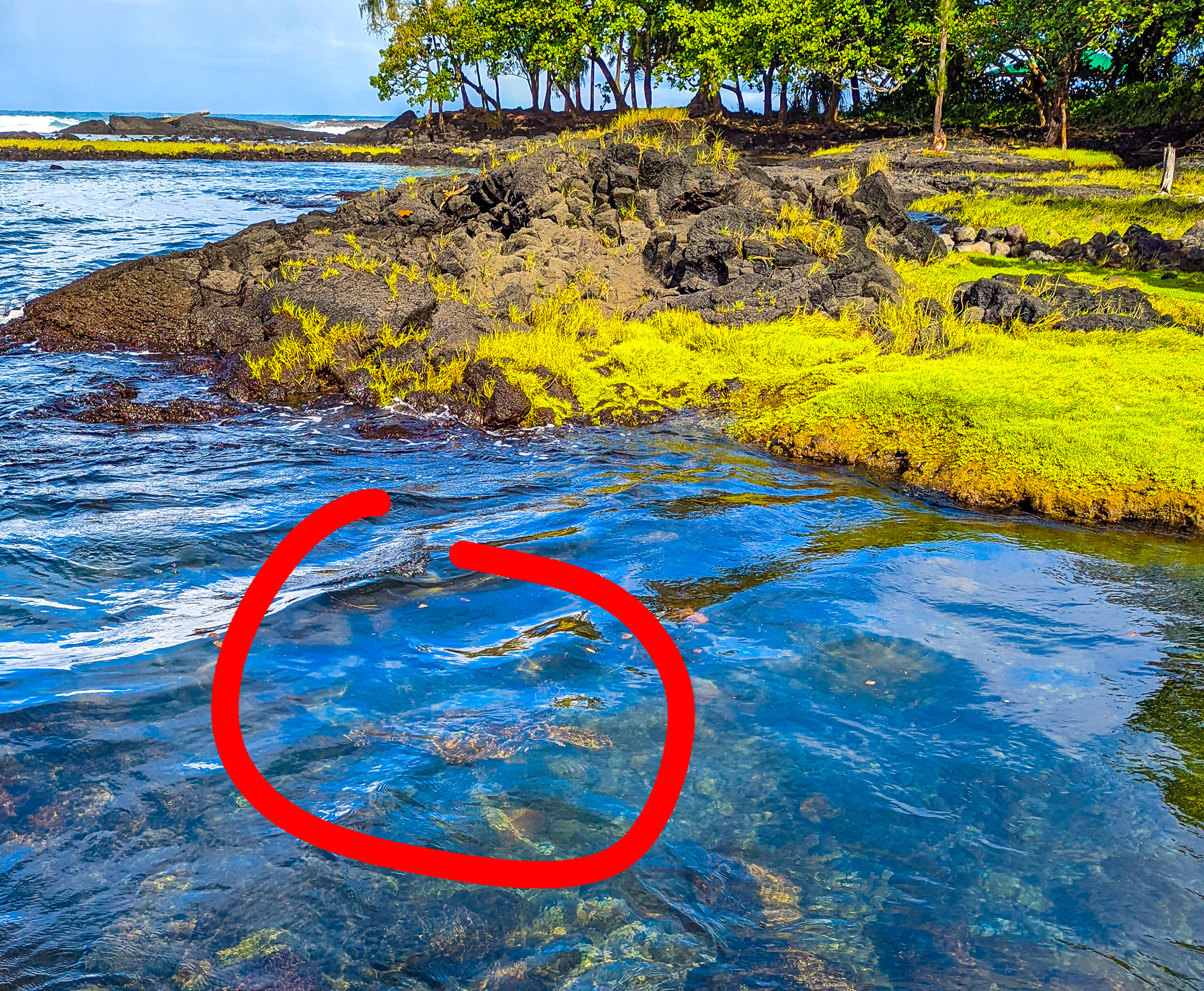 A sea turtle swims in a tidal zone in hilo hawaii.