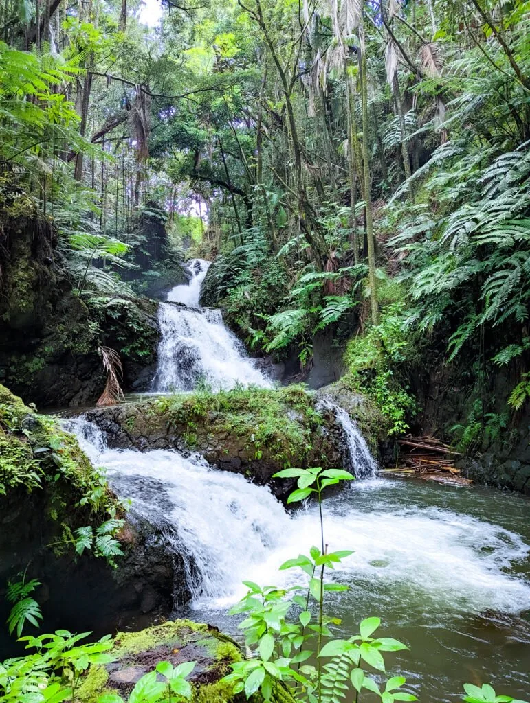 A waterfall and lush jungle growth in hawaii.