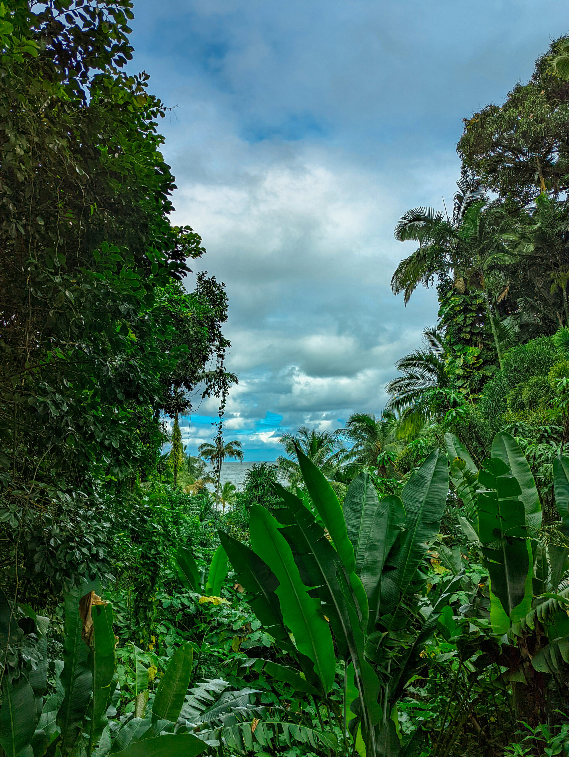 A waterfront view and lush jungle growth in hawaii.