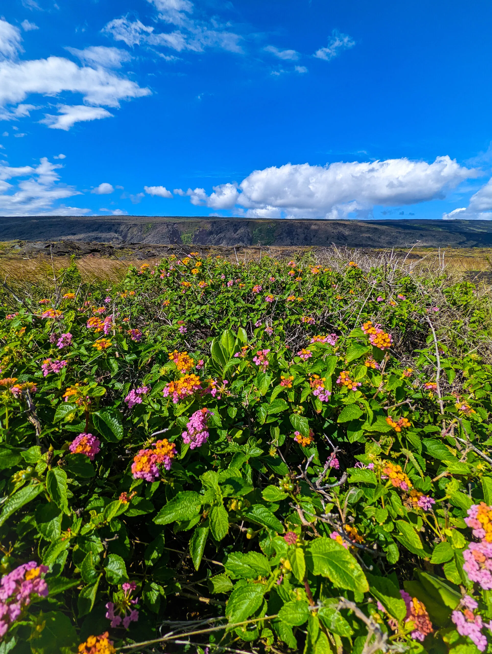 A landscape photograph taken of the lava fields at hawaii volcanoes national park..