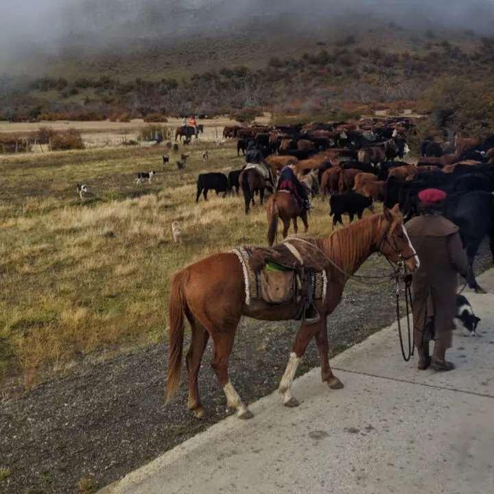 A cattle drive near the border in Argentina.