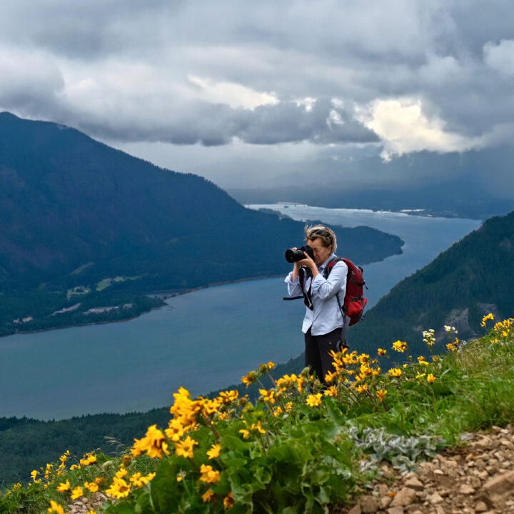 Middle age woman hiking and photographing scenic view of Columbia River Gorge in alpine meadows with arnica flowers in full bloom. Portland. Oregon.