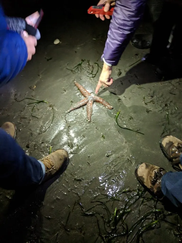 Low tide exploring