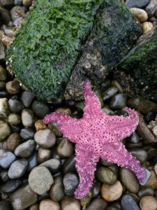 A starfish on a seattle beach