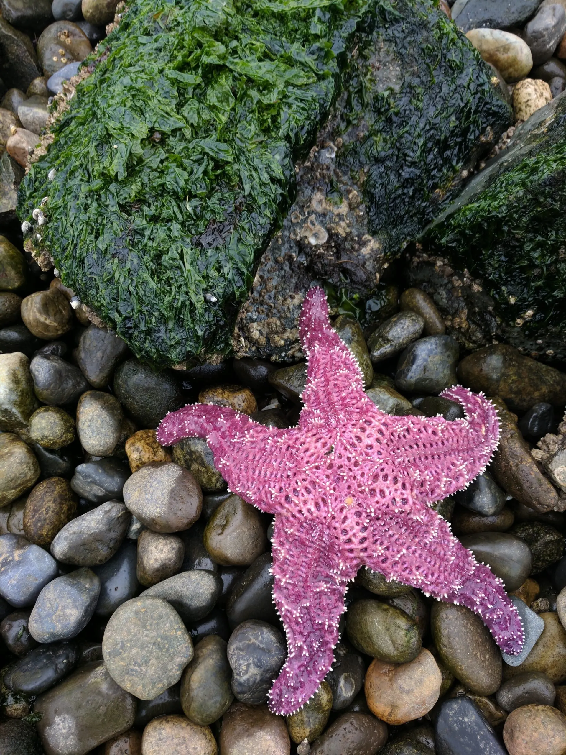 A starfish on a seattle beach