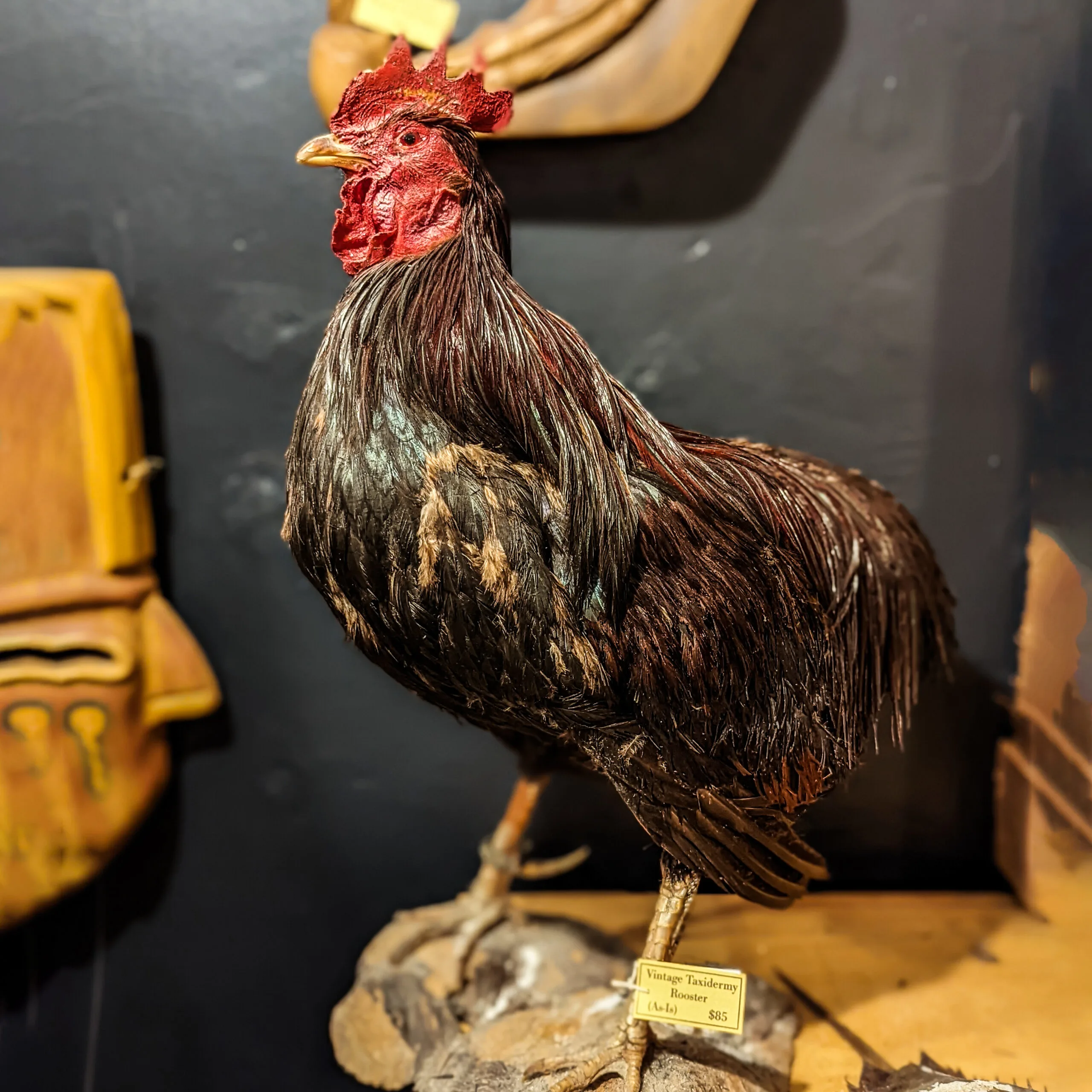 A taxidermy rooster at ballyhoo curiosity shop in ballard neighborhood of seattle, wa.
