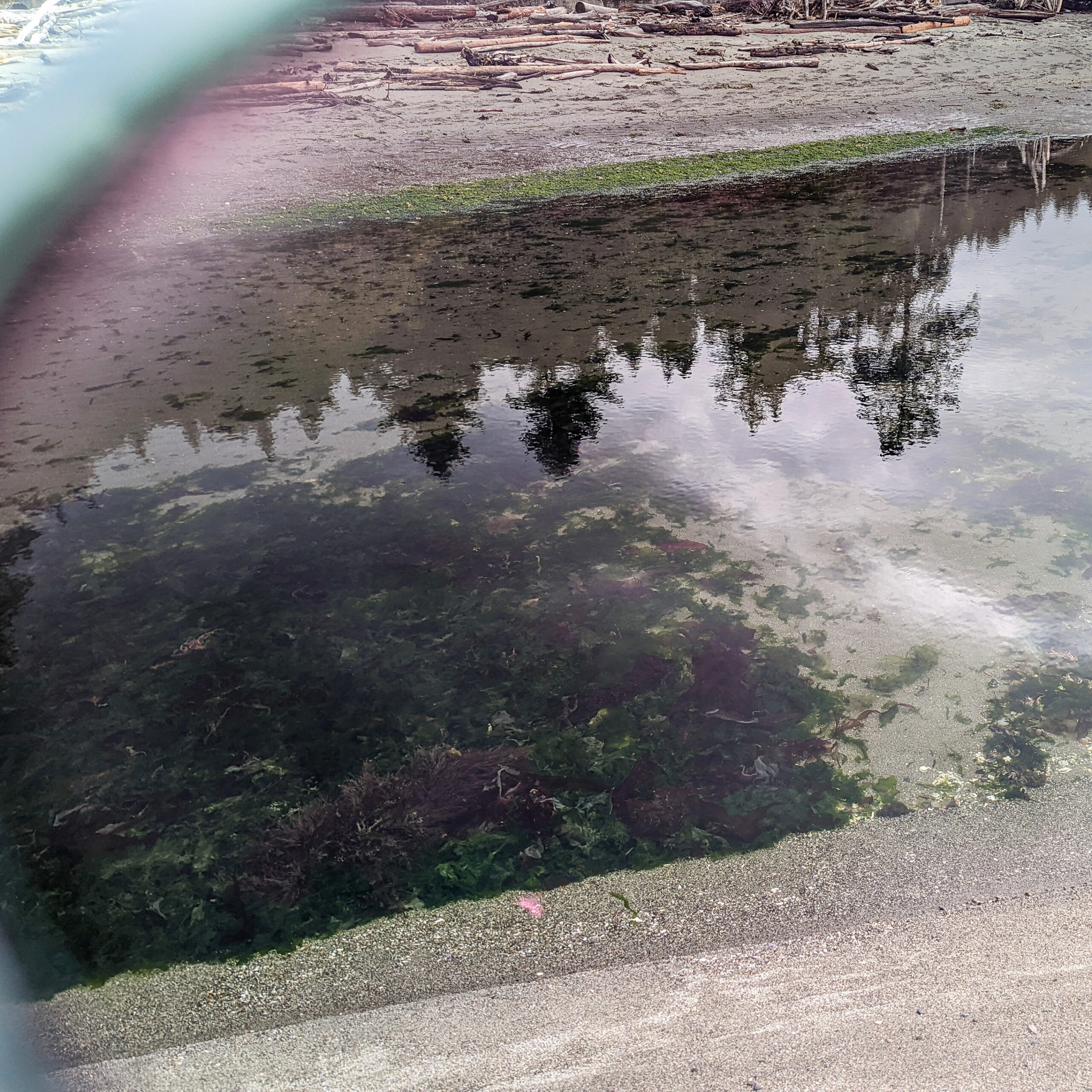 A comparison image for demonstrating how polarized lenses help the wearer see more marine life underwater when at the beach, on vacation, or tide pool exploring.