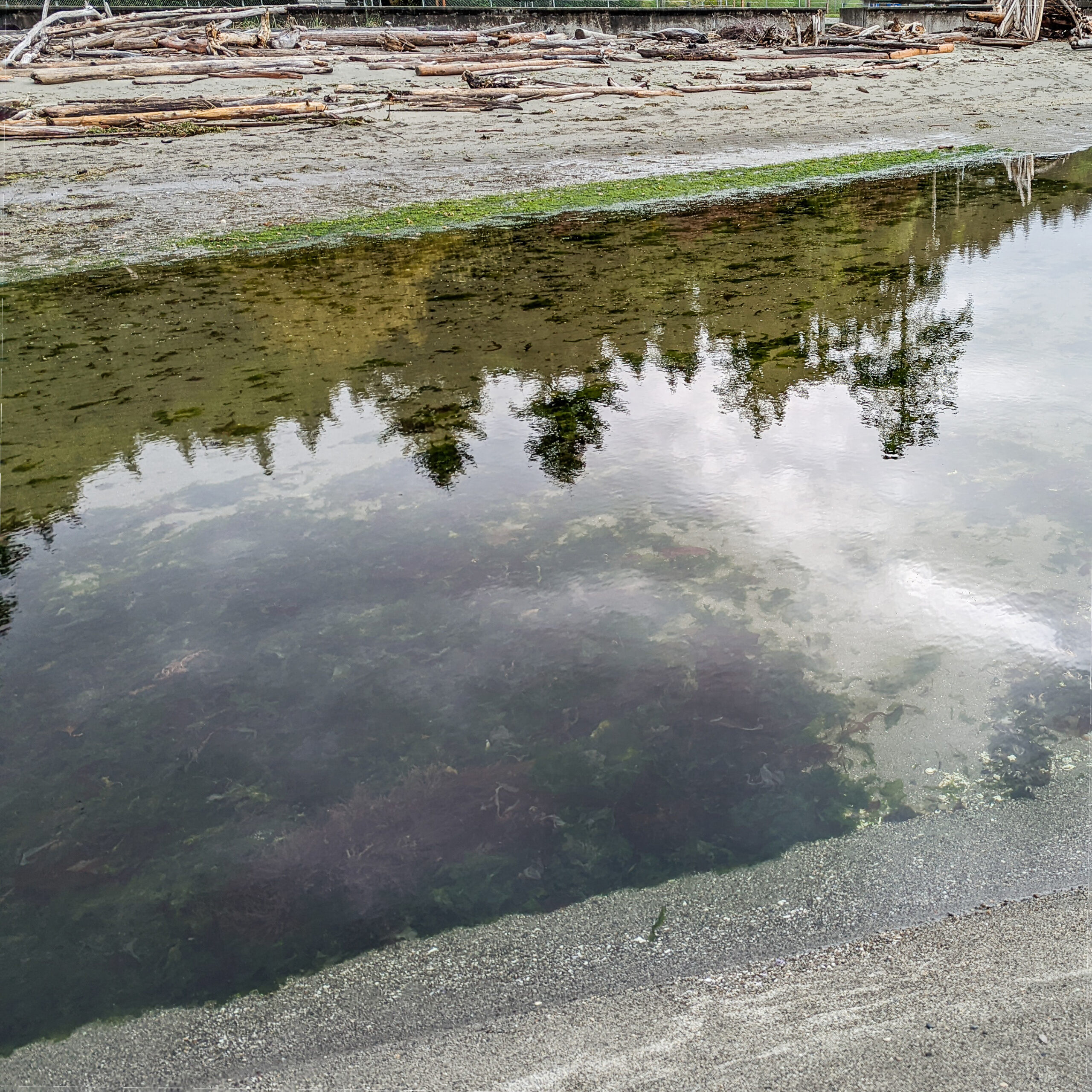 A comparison image for demonstrating how polarized lenses help the wearer see more marine life underwater when at the beach, on vacation, or tide pool exploring.