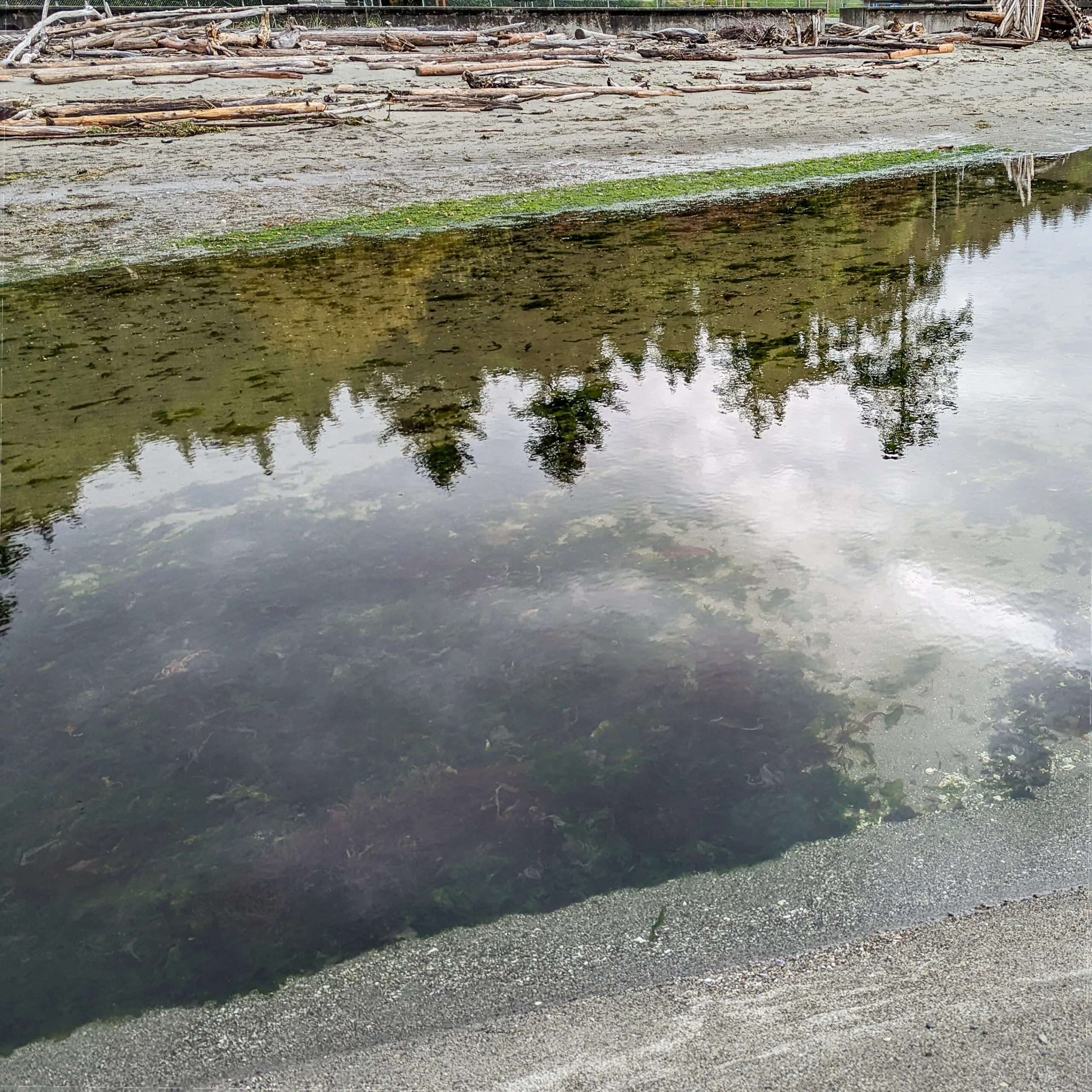 A comparison image for demonstrating how polarized lenses help the wearer see more marine life underwater when at the beach, on vacation, or tide pool exploring.