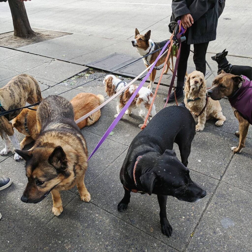 Dog walker in seattle with many dogs.