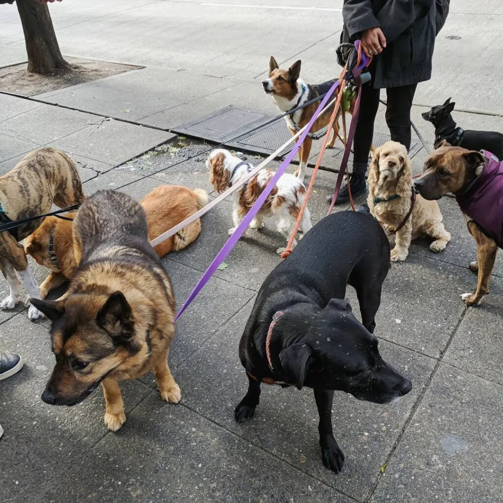 Dog walker in seattle with many dogs.