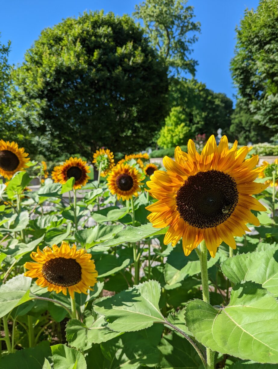 Sunflowers near the grave of st. Louis jane doe.