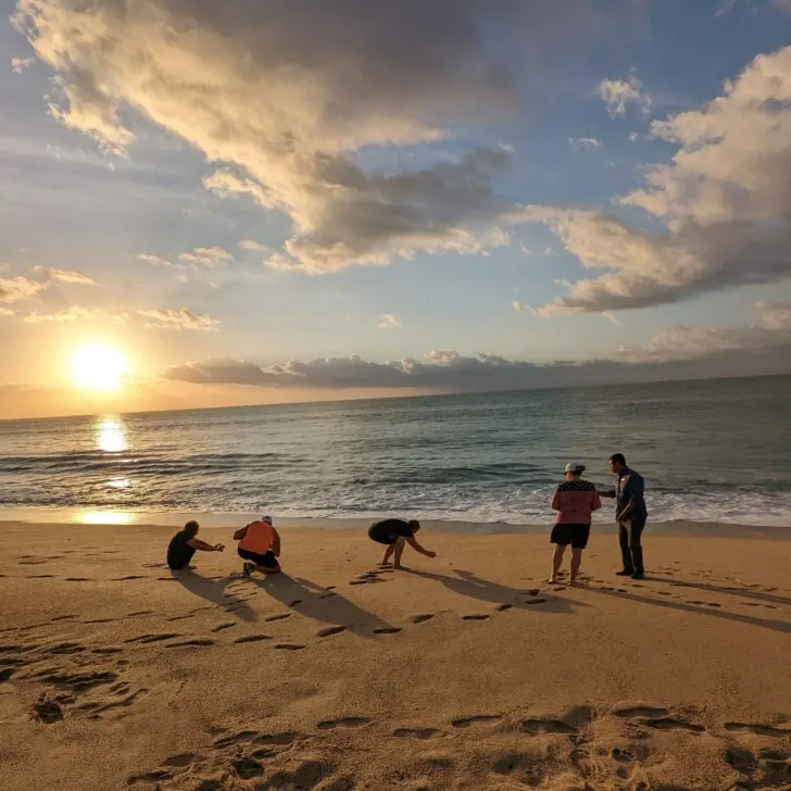 Beachcombers look at sea turtles in the sand at sunrise