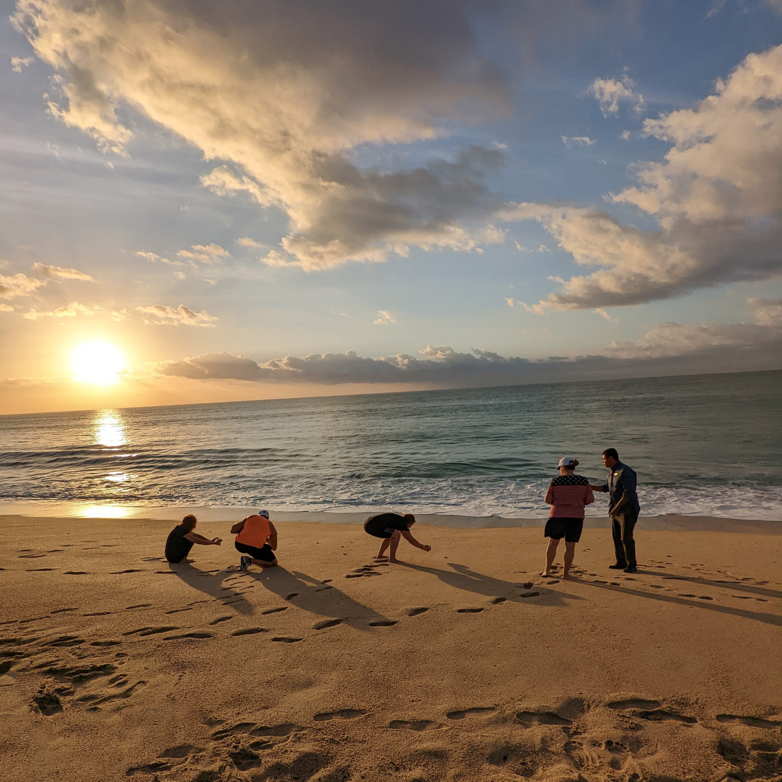 Beachcombers look at sea turtles in the sand at sunrise