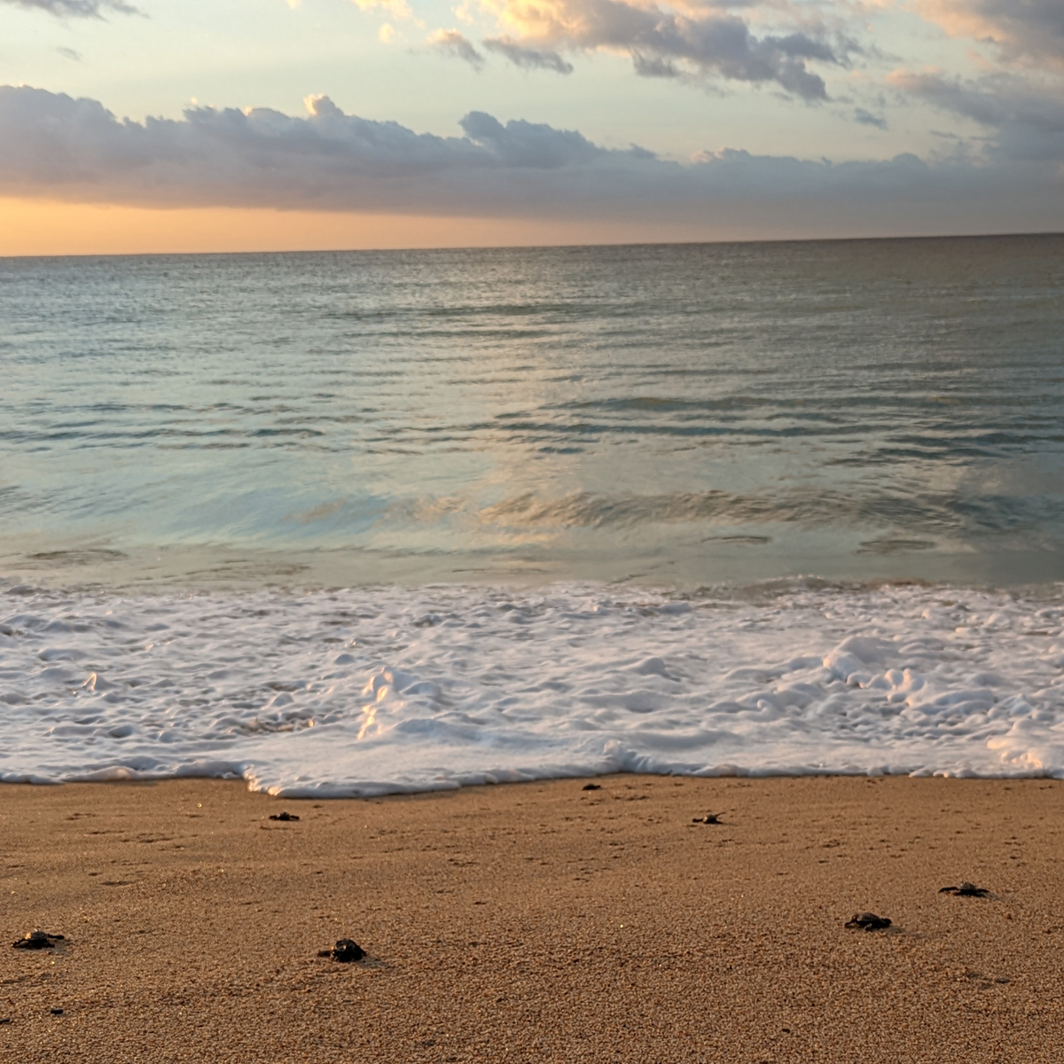 Sea turtles on a beach at dawn