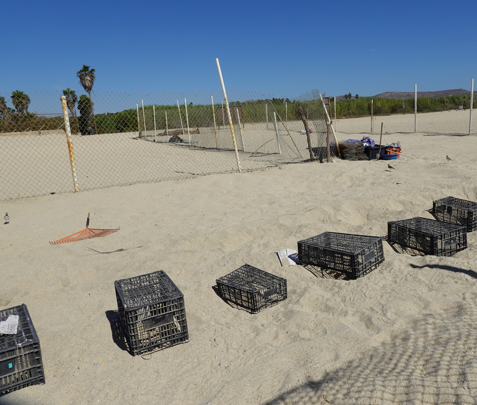 Sea turtle nests protected by crates.