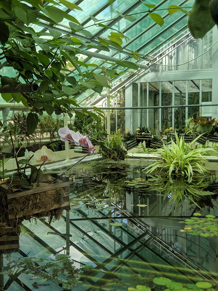 A garden in a botanical garden in romania