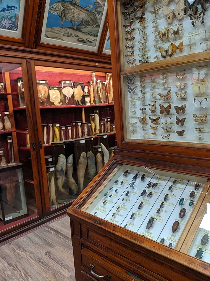 Natural history museum in cluj napoca translyvania
