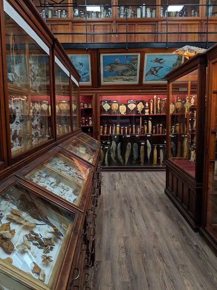 Hawk hill transylvania cluj museum3