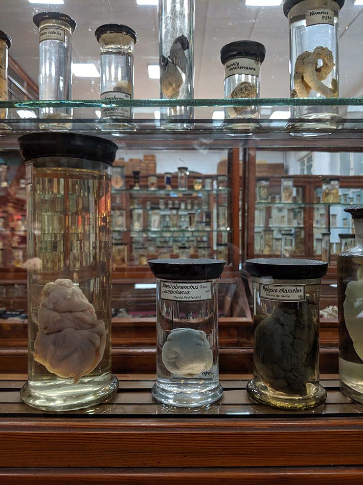 Jars in a natural history museum in transylvania
