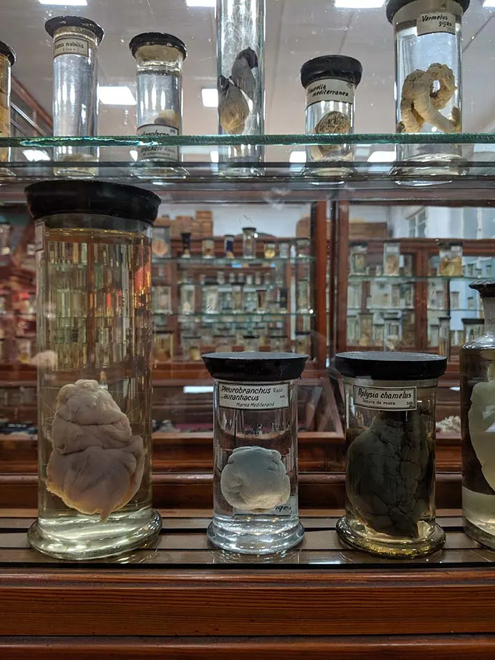 Jars in a natural history museum in transylvania